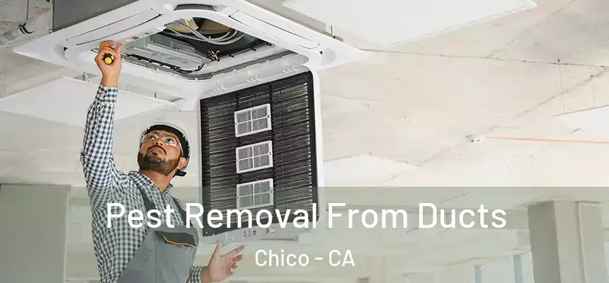 Pest Removal From Ducts Chico - CA